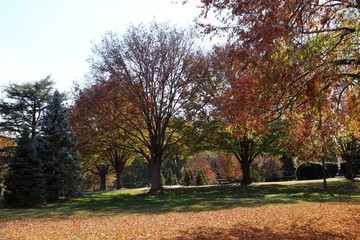 Red leaves in Autumn in Washington
