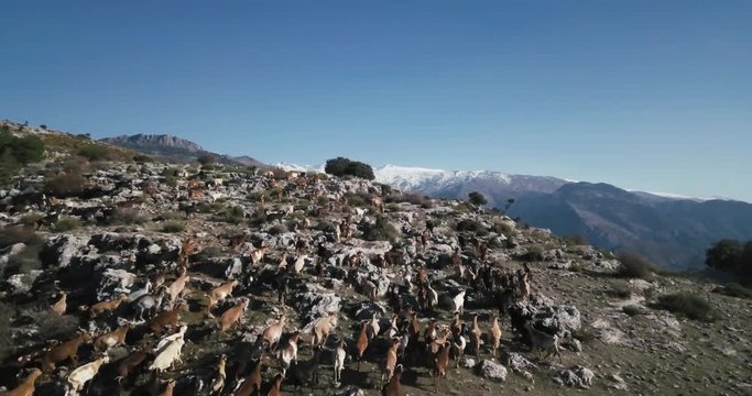 Plano drone cabras montesas y ovejas escalando monte con vistas a Sierra Nevada, Andaluc&iacute;a 4K