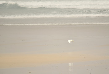 La Bretagne une aigrette vole le long des vagues de l'Océan Atlantique