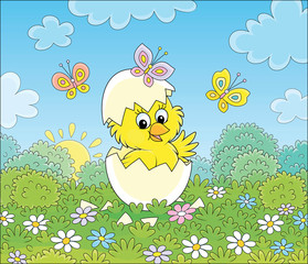 Hatched small yellow chick looking out of a cracked egg on green grass with flowers and butterflies flittering around on a sunny spring morning, vector cartoon illustration