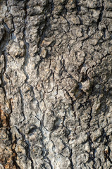 Natural Style Wood Texture, Old