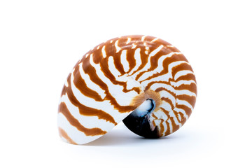Tiger striped shell nautilus pompilius natural seashell isolated on white background.tiger shell nautilus pompilius natural seashell isolated on white background