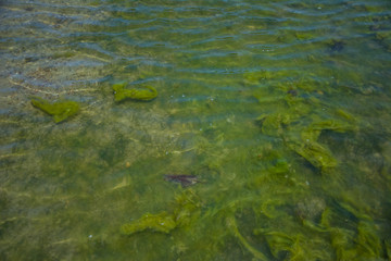 Seaweed on the surface of the water,Green algae pollution on a water surface. Ecological concept,Algae on the surface of the water as a background,Close-up of seaweed/kelp on the waters surface,