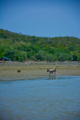 Fototapeta na wymiar Thousands of Thai dogs are enjoying the sea on a beautiful beach on a sunny day.