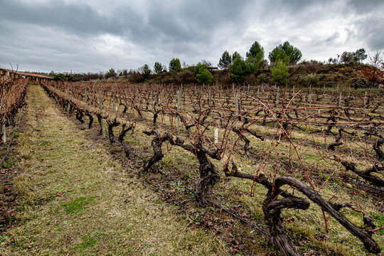Paisajes de la Bodega y Hotel de Marques del Riscal