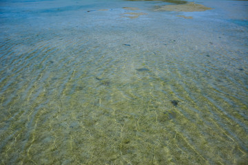 Seaweed on the surface of the water,Green algae pollution on a water surface. Ecological concept,Algae on the surface of the water as a background,Close-up of seaweed/kelp on the waters surface,