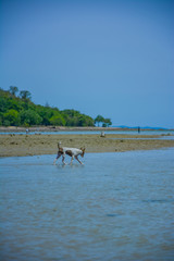 Thousands of Thai dogs are enjoying the sea on a beautiful beach on a sunny day.