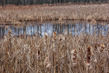 Reeds around the frozen water at the Great Swamp in Basking Ridge New Jersey