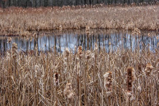 Reeds around the frozen water at the Great Swamp in Basking Ridge New Jersey