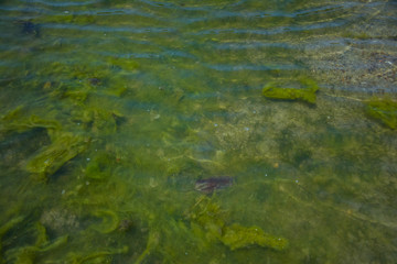 Seaweed on the surface of the water,Green algae pollution on a water surface. Ecological concept,Algae on the surface of the water as a background,Close-up of seaweed/kelp on the waters surface,