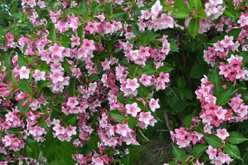 Naklejka premium Weigela blooms in the garden.