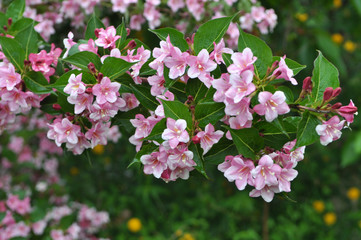 Weigela blooms in the garden.