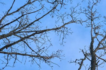 Branches of trees against a blue sky in springtime. 
