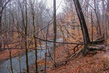 Rahway River in Millburn New Jersey surrounded by bare trees in with fall leaves on the ground in winter.