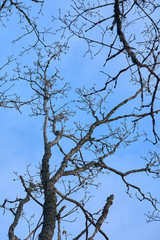 Branches of trees against a blue sky in springtime. 