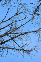 Branches of trees against a blue sky in springtime. 