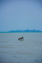 Thousands of Thai dogs are enjoying the sea on a beautiful beach on a sunny day.