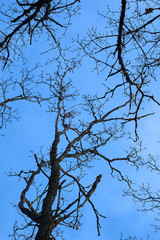 Branches of trees against a blue sky in springtime. 