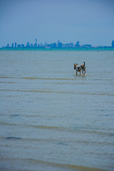 Thousands of Thai dogs are enjoying the sea on a beautiful beach on a sunny day.