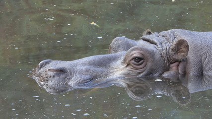 The common hippopotamus portrait. Hippopotamus amphibius. Hippo © zelwanka