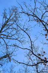 Branches of a tree with brown dry leaves against a blue sky. Late autumn concept.