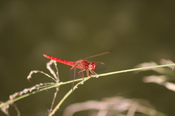 Red dragonfly resting in the sun