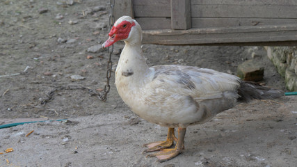 Portrait of a drake - male of domestic duck. Farm animals