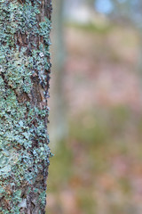 Trunk of a tree with moss and blurred background. Copy space. 