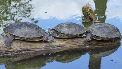 Red-Eared Slider Turtles in the pond. Trachemys Scripta Elegans