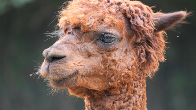Brown alpaca portrait (Vicugna pacos)