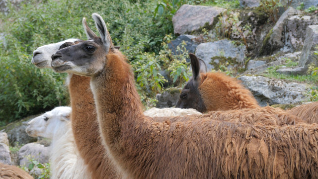 Group Of Llamas. Lama Glama