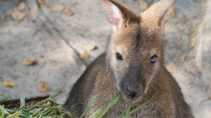 The red-necked wallaby eats grass. Bennett's wallaby. Macropus rufogriseus © zelwanka