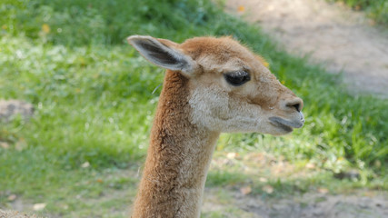 The Vicuna. Latin name: Vicugna vicugna. Animals