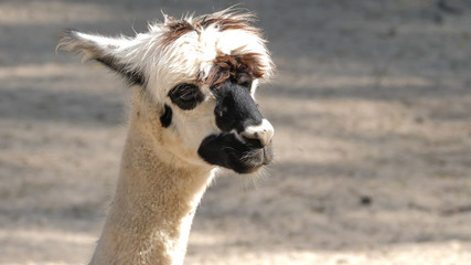Portrait of alpaca. Vicugna pacos