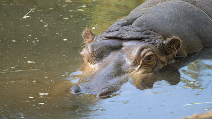 The common hippopotamus portrait. Hippopotamus amphibius. Hippo