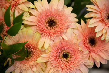 Photo of trendy flowers for graphic and web design. Floral image for web or mobile app