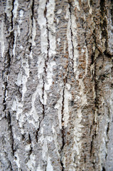 Natural Style Wood Texture, Old