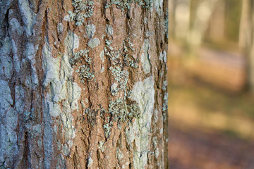 Trunk of a tree with moss and blurred background. Copy space. 