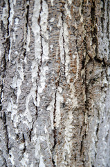 Natural Style Wood Texture, Old