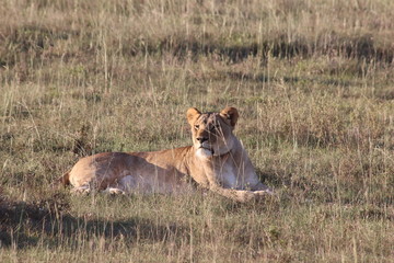Lioness resting in the sun 