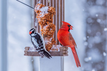 Northern cardinal and woodpecker sitting on bird feeder together