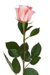 Obraz premium Lively pink rose with green leaves on white background. Delicate pink petals. Isolated.