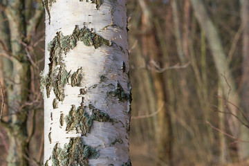 Trunk of a birch tree with blurred forest on a background. Copy space.