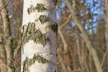 Trunk of a birch tree with blurred forest on a background. Copy space.