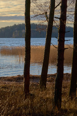 A shore with dry plant in water behind silhouettes of trees on a sunset.
