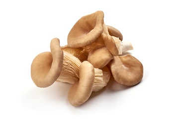Fototapeta premium Oyster mushrooms - Pleurotus ostreatus, isolated on white background