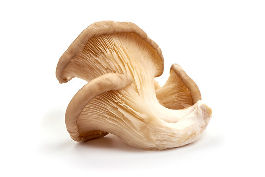 Oyster mushrooms - Pleurotus ostreatus, isolated on white background