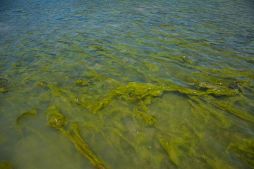 Seaweed on the surface of the water,Green algae pollution on a water surface. Ecological concept,Algae on the surface of the water as a background,Close-up of seaweed/kelp on the waters surface,