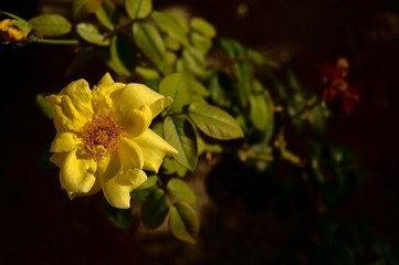 closeup of a yellow rose