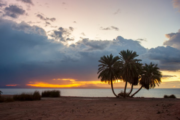 Obraz na płótnie Canvas Landscape with palms on sandy shore